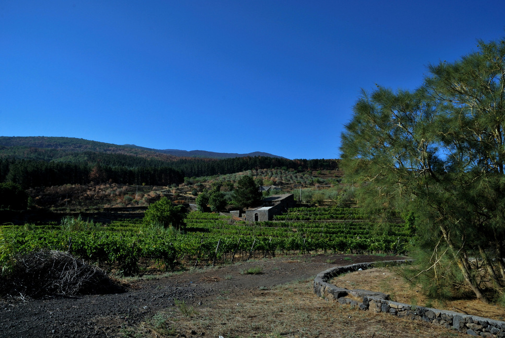 Cantine Valenti