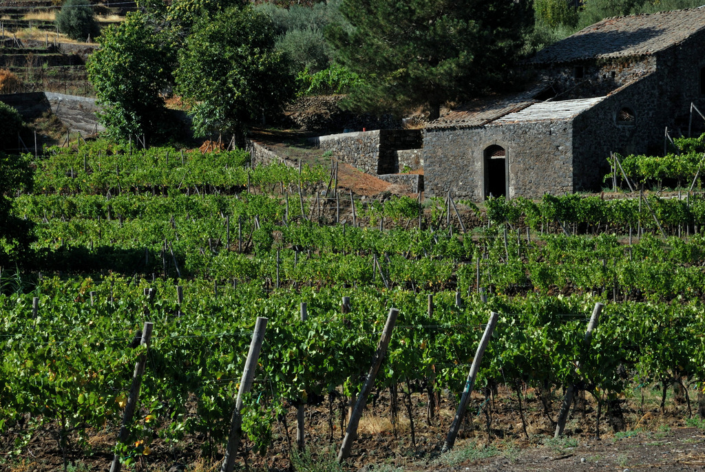 Cantine Valenti