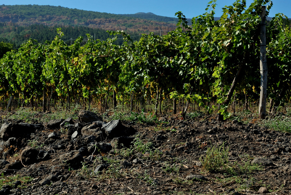 Cantine Valenti