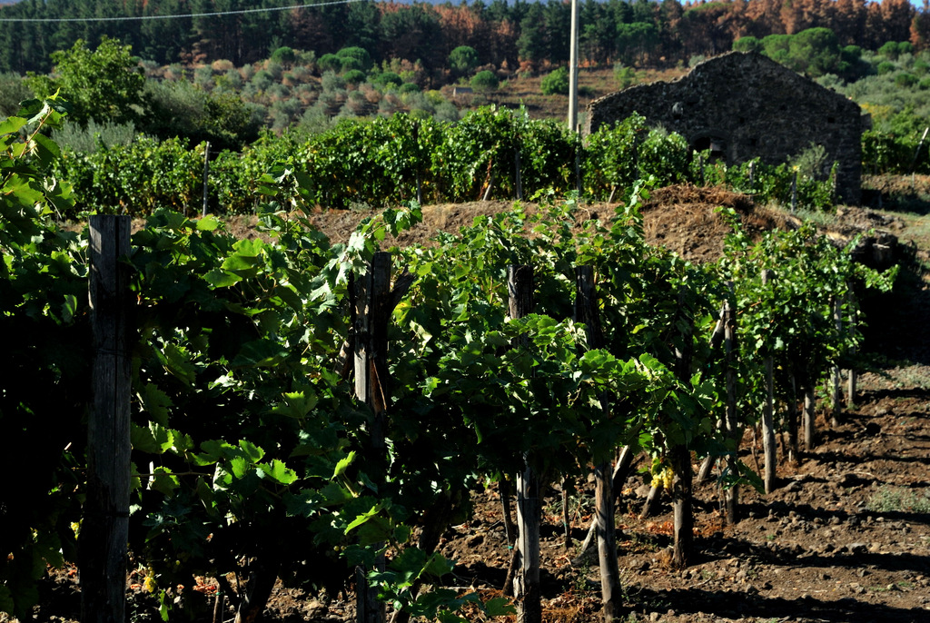 Cantine Valenti