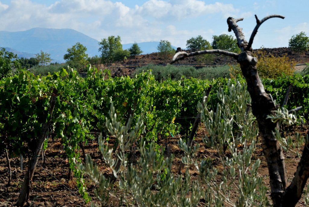 Cantine Valenti