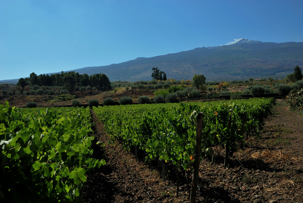 Cantine Valenti