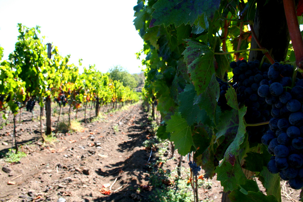 Cantine Valenti