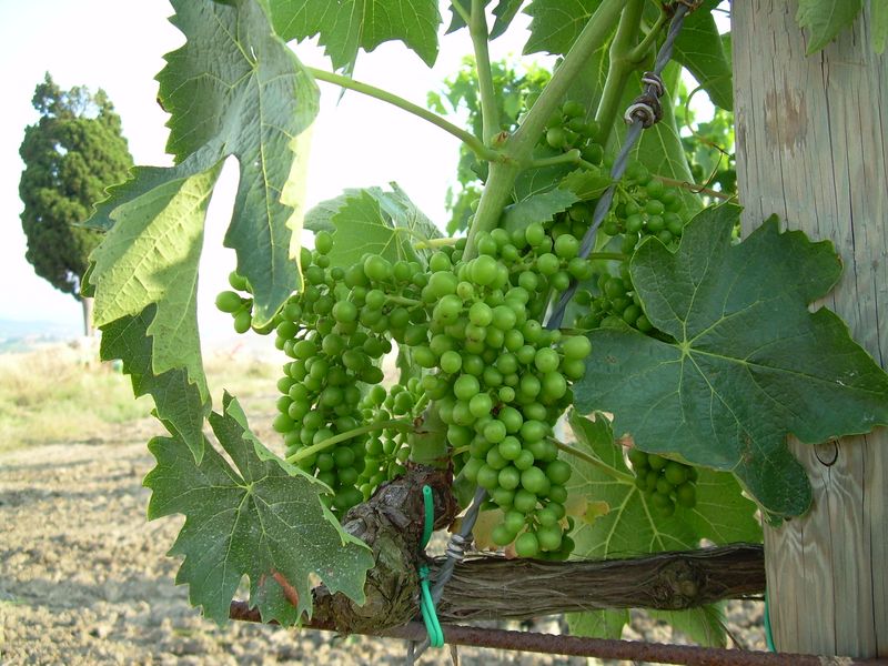 vigneti-04