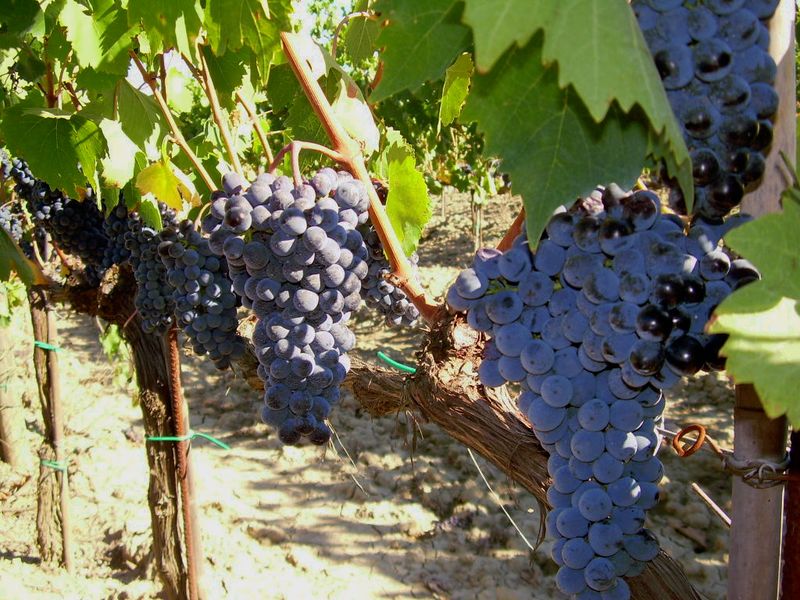 vigneti-05