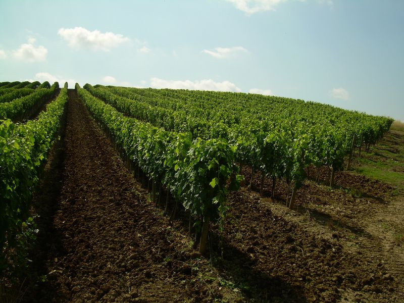 vigneti-06