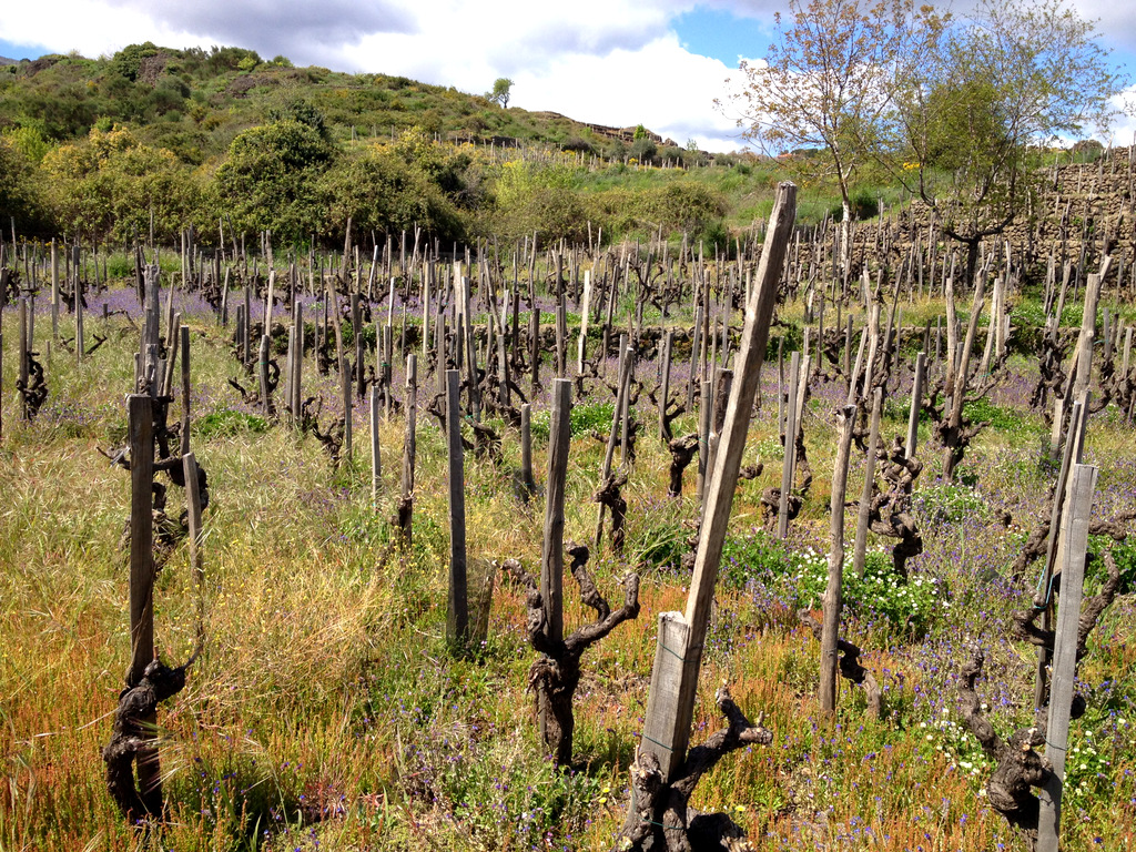 guardiola etna