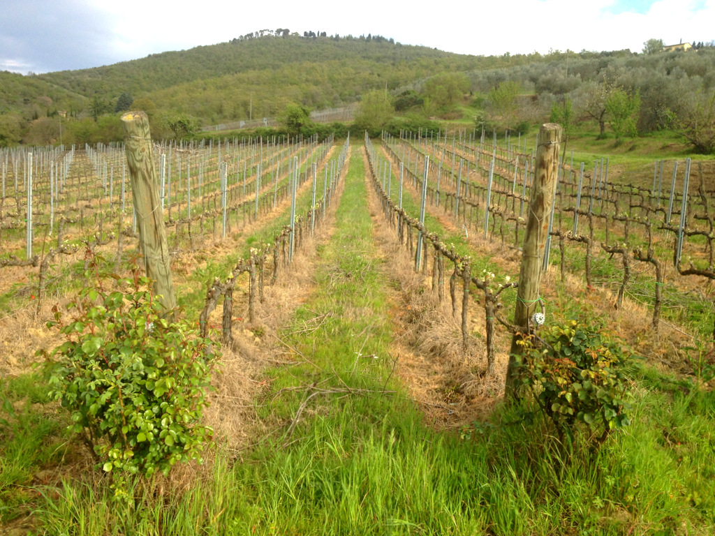 Dionisio Cortona (AR)