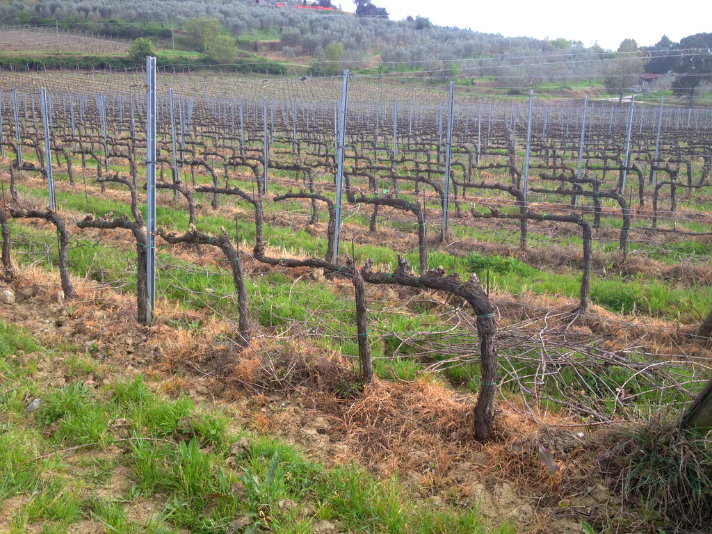 Dionisio Cortona (AR)