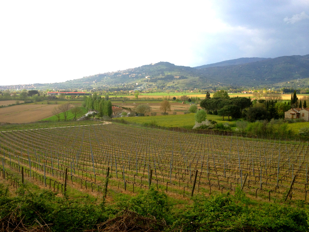 Dionisio Cortona (AR)